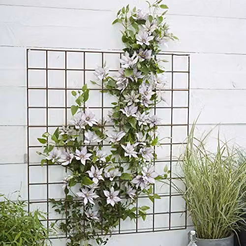 Thompson & Morgan Clematis Samaritan Jo Potted Hardy Climbing Plant with Dusky White Summer Flowers in a 15cm Pot – 2
