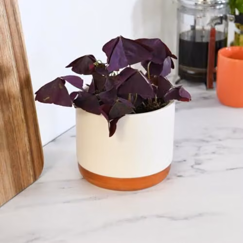 Thompson & Morgan Oxalis triangularis Mijke Purple Butterfly Houseplant with White and Pink Flowers, 1x 12cm Potted Plant – 1