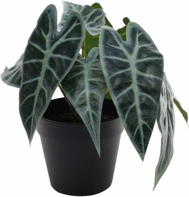 Kingsbury Gifts Artificial Green Caladium Potted Tabletop House Plant, Height: 23 cm