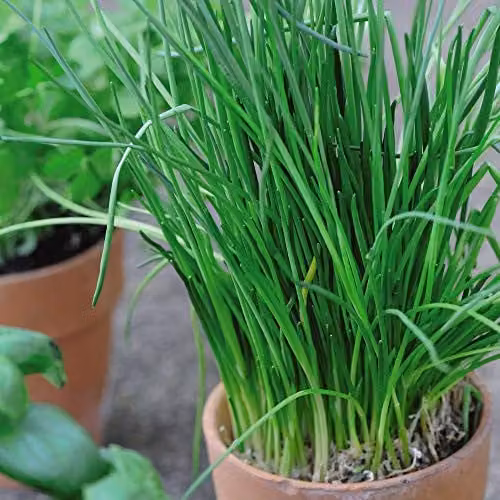 Thompson & Morgan Chive Herb Seeds, 700 Seeds