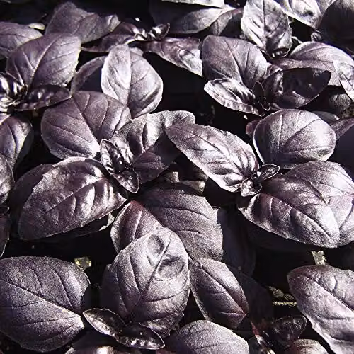 Thompson & Morgan Crimson King Purple Basil Seeds, 150 Seeds – 1