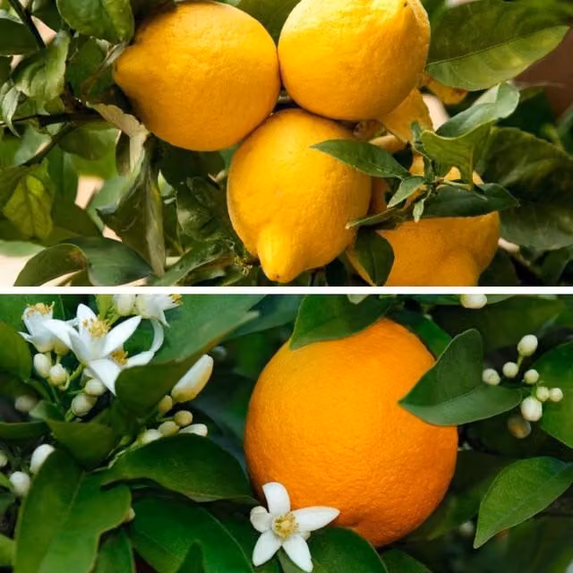 Thompson & Morgan Citrus Fruit Tree Duo Collection - Orange Indoor Plants