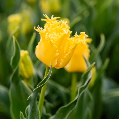 Thompson & Morgan Tulip Sunny Time Yellow Fringed Spring Bulbs, 8 Bulbs