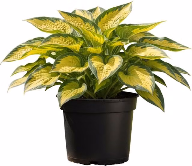 Plants By Post Hosta Pauls Glory Variegated Perennial Shade Plant with Gold and Blue-Green Foliage, 1L