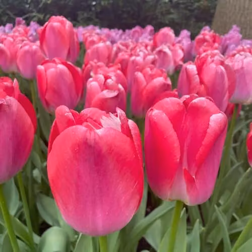 Thompson & Morgan Tulip Pink Giant Bulbs, 8 Bulbs