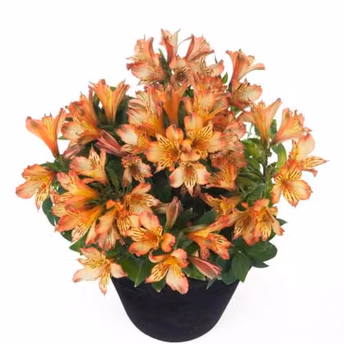 Thompson & Morgan Alstroemeria Inticancha Bryce Hardy Perennial Potted Plant, Orange and Yellow, 3 Litre