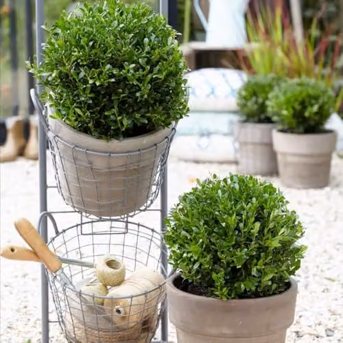 Thompson and Morgan Ilex crenata Luxus Japanese Holly Compact Evergreen Hedge, Dark Green Leaves – 2