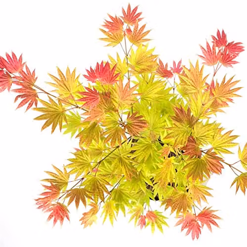 Thompson and Morgan Shirasawa Japanese Maple Acer shirasawanum Moonrise Deciduous Hardy Tree, 2 x 3-Litre Potted Plants – 3
