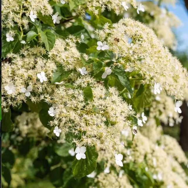 Marshalls Garden Climbing Hydrangea Petiolaris White Lacecap Climber