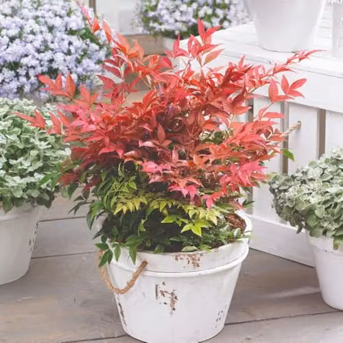 Thompson & Morgan Nandina Colourful Duo Ornamental Shrubs, 2 x 9cm Pots, Multicolour – 2