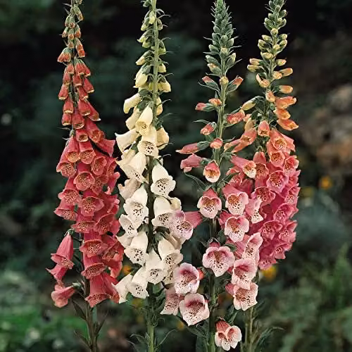 Thompson and Morgan Digitalis Excelsior Foxglove Garden Plants, 12 Garden Ready Plants in Pink, Yellow and White – 1