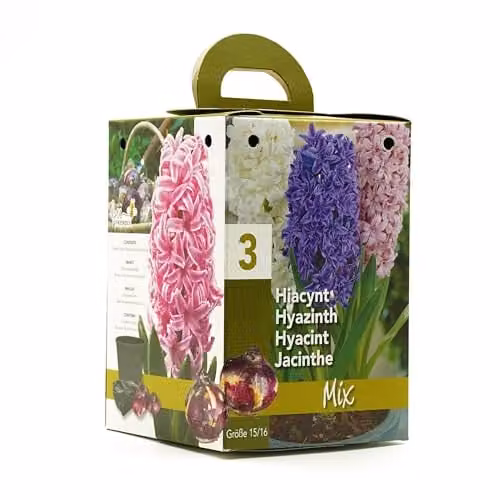 GreenBrokers Mixed Hyacinth Growing Kit with 3 Multicolour Bulbs for Indoor Planting – 1