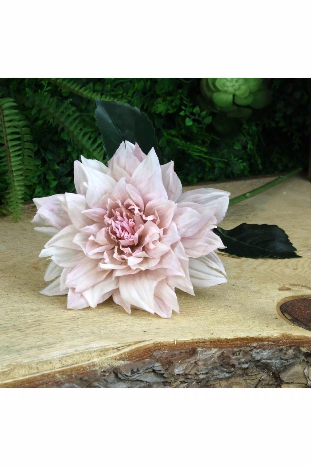 KDMD Glamis Single Dahlia with 2 Leaves, Light Pink, 2 Pack, Height: 61 cm – 2