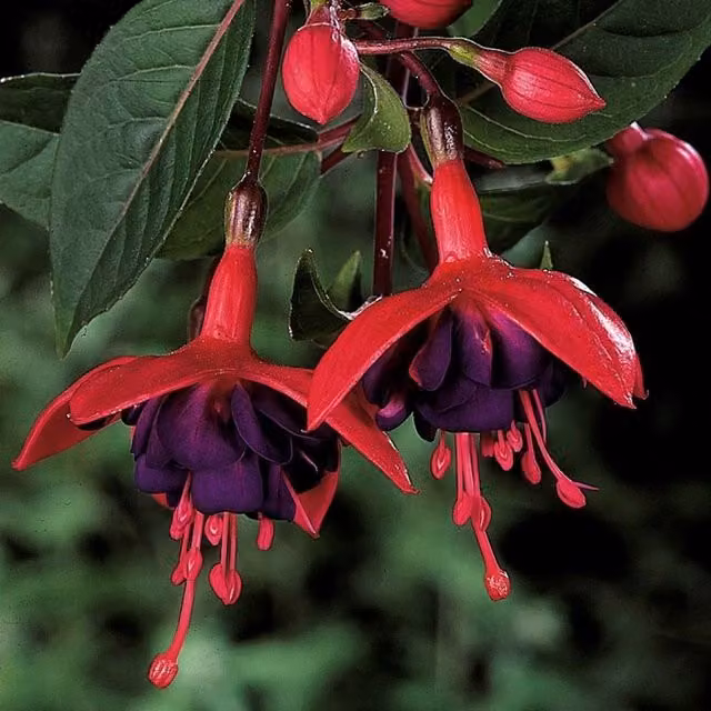 Plant Theory Set of 3 Fuchsia Bedding Plants in 9cm Pots, Purple