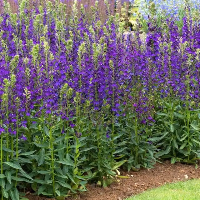 Marshalls Garden Lobelia Starship Blue Perennial Plant, Pack of 6