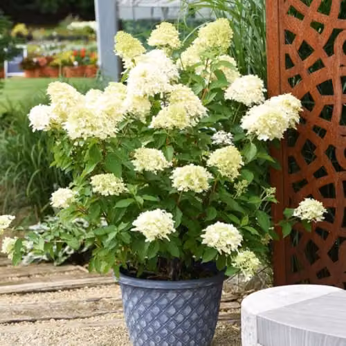 Thompson and Morgan Hydrangea paniculata Skyfall Ornamental Flowering Shrub with White and Pink Blooms, 3 Litre Pot – 1