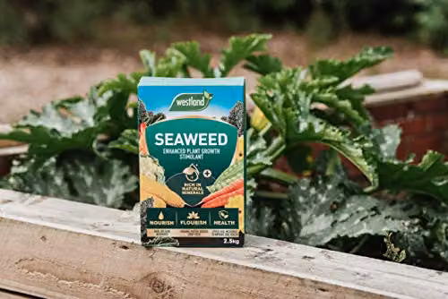 Westland Seaweed Enhanced Plant Tonic for Lawns, Vegetable Gardens and Ornamental Gardens, 2.5 kg – 2
