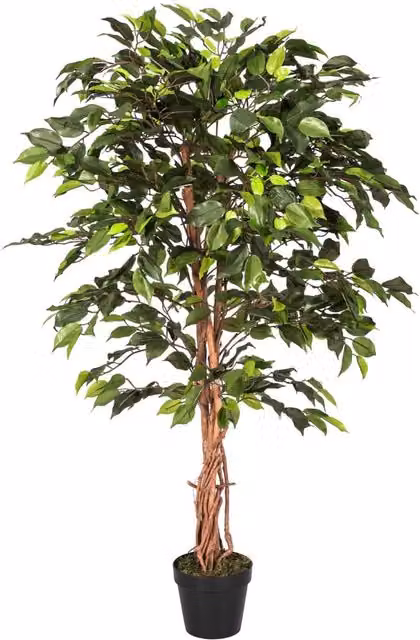Homescapes Green Ficus Artificial Tree with Real Wood Stem and Black Pot, Height: 121.92 cm – 1