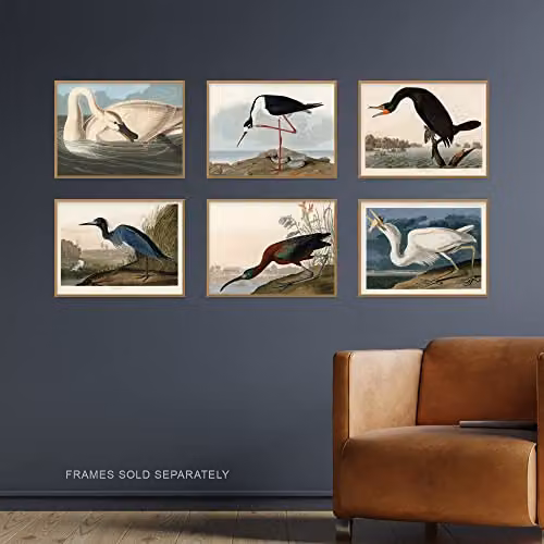 Artery8 Vintage Audubon Birds Collection Set of 6 Unframed Wall Art Paper Posters, Multicolour, W: 30.0 cm, H: 41.0 cm – 2