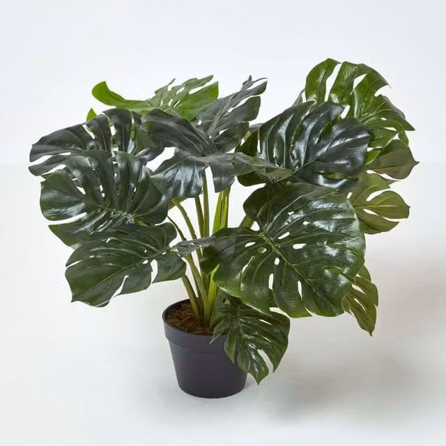 Homescapes Artificial Monstera Green Tabletop Tree, Height: 60 cm
