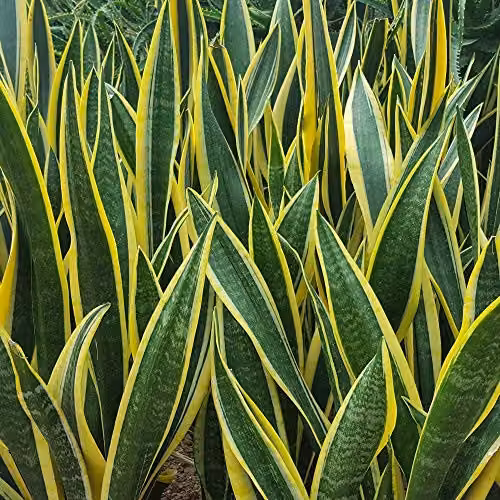 Thompson & Morgan Set of 2 Sansevieria Snake Plants in 12cm Pots, Green and Gold Indoor Evergreen Foliage Plants – 3