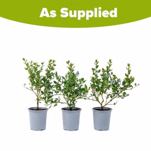 YouGarden Ceanothus Thyrsiflorus Ornamental Shrub, 3 x Established Plants in 9cm Pots, Blue and Green – 2