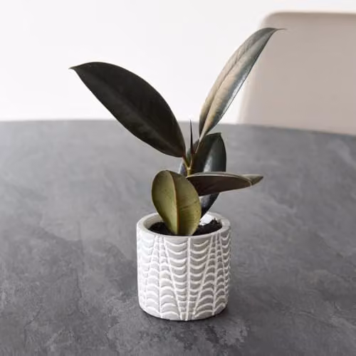 Thompson & Morgan Ficus elastica Abidjan Rubber Plant, 2 Pack, Height: 15 cm, Pot Diameter: 8.5 cm – 2