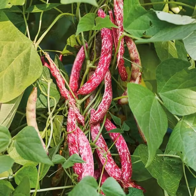 Marshalls Garden Solista Borlotti Climbing French Bean Seeds, 120 Seeds, Purple and White Pods