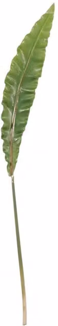 KDMD 2 Pack Green Artificial Asplenium Leaves