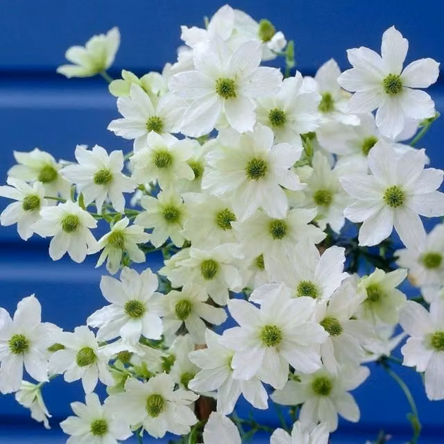 Plant Theory Clematis Early Sensation White Flowering Climbing Plant, Green