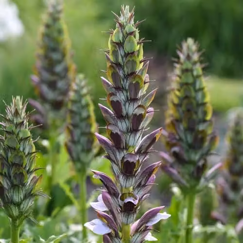 Thompson & Morgan Acanthus Mollis Hardy Perennial Plant with White Spikes and Glossy Foliage, 2 x 9cm Pots