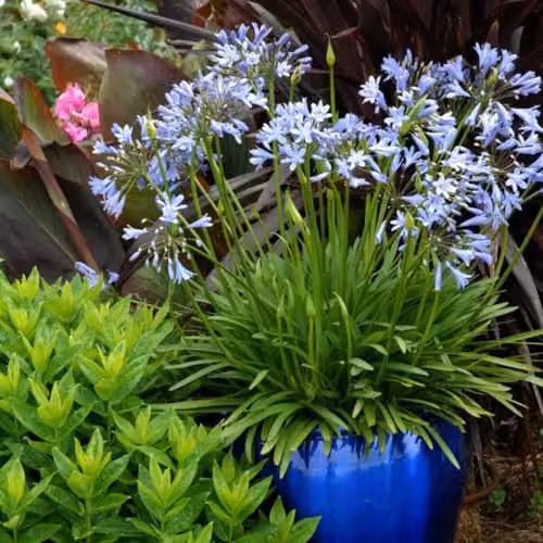 Thompson and Morgan Agapanthus Bluestorm Compact African Lily with Purple Flowers, 2 x 9cm Pots – 2