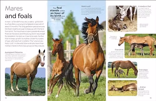 DK Eyewitness Horse Book in Multicolour Paper Edition – 3