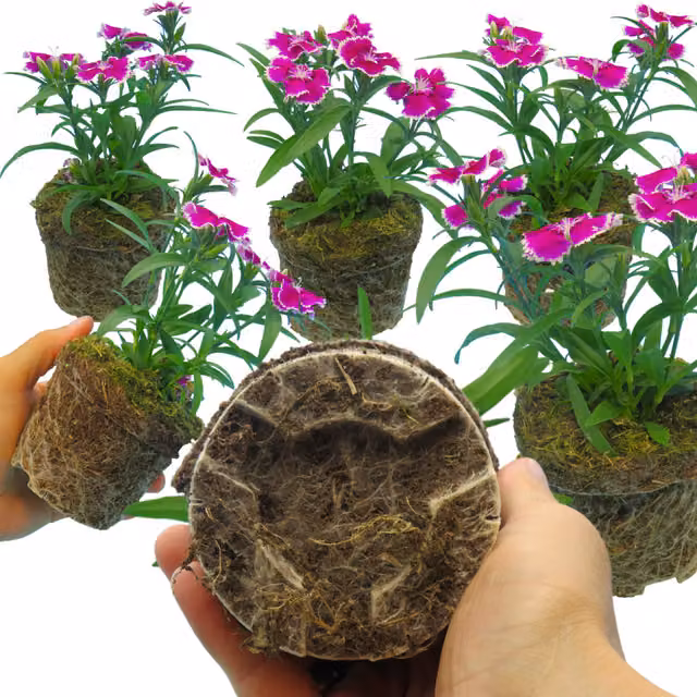Plants by Post Dianthus Violet Picotee Fragrant Bedding Plants, White and Purple, Pack of 6