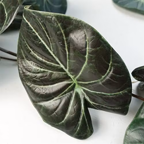 Leaf Design Multipack of 6 Artificial Hanging Alocasia Dragon Scale Dark Green Trailing Plants, Length: 120 cm – 2