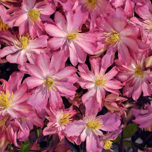Marshalls Garden Clematis montana Rosebud Pink Spring Flowering Climber