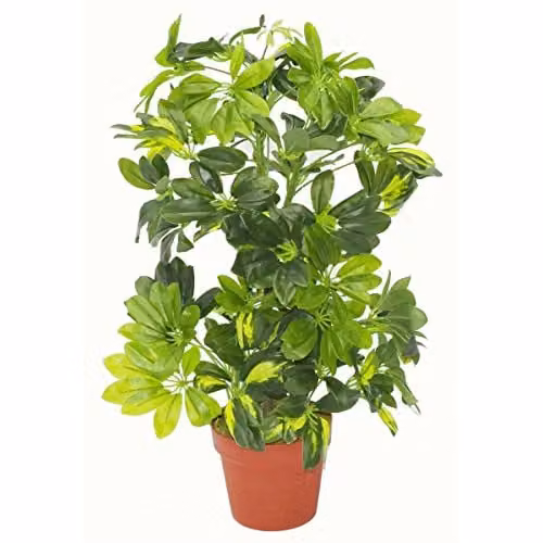 Leaf Artificial Arboricola Gold Capella Green Potted Plant, Height: 75 cm