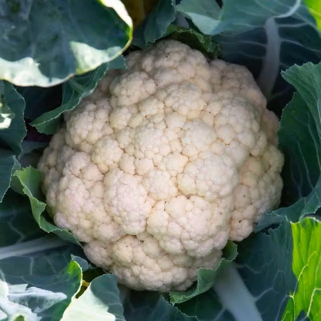 Marshalls Garden Andromeda Cauliflower Seeds, 10 Pack, White Curd for Summer and Autumn Planting