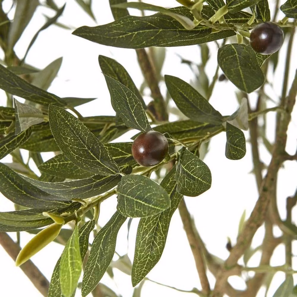 Lemon Pavilion Apulia Potted Olive Tree in Brown and White, Height: 240 cm – 2