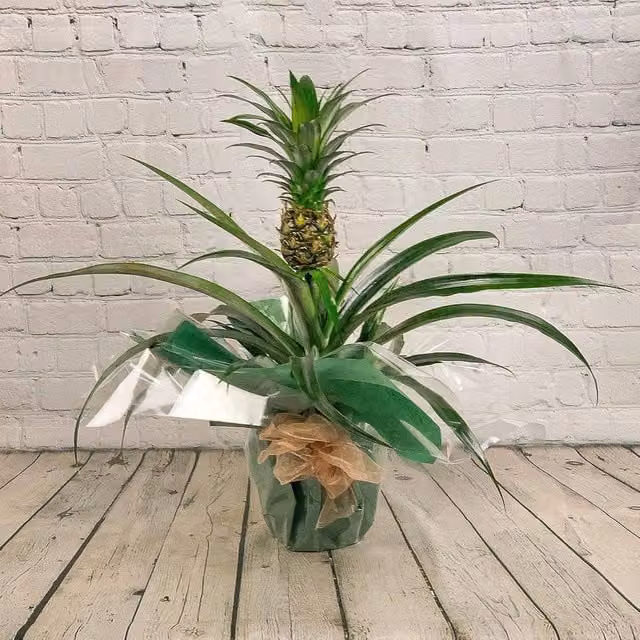 Green Flowering Pineapple Real Indoor Houseplant for Home and Office
