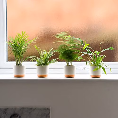 Thompson and Morgan Green Houseplant Starter Mix Collection of 6 Easy to Grow Indoor Perennial Tropical Foliage Plants in 6cm Pots – 3