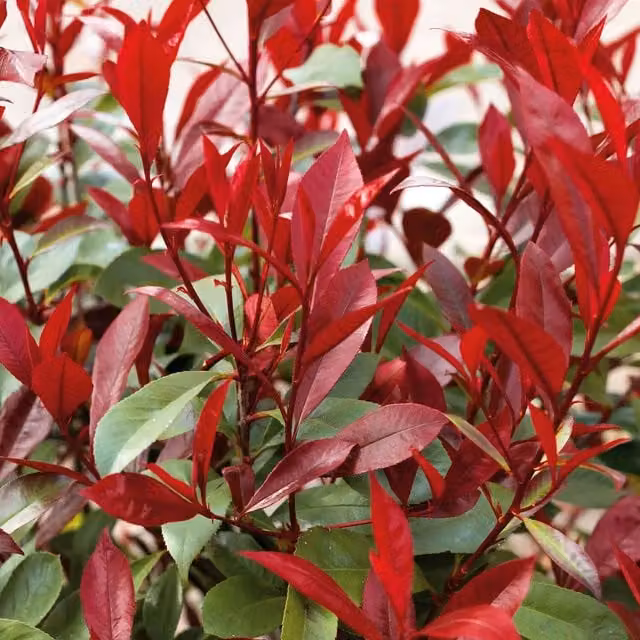 Photinia Red Robin Ornamental Hedge Shrub, Red and Green