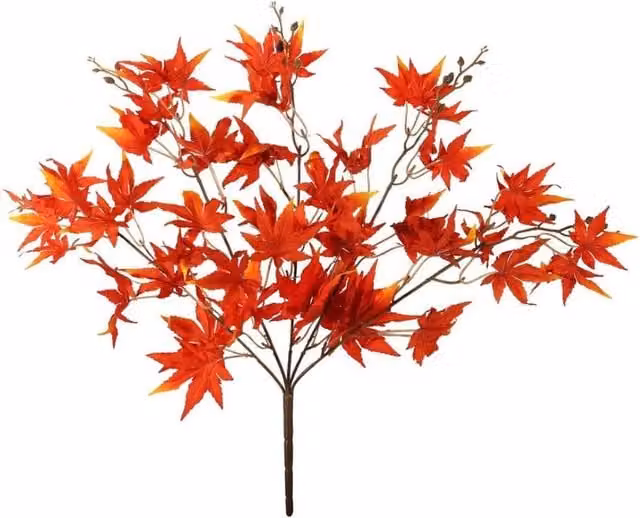 KDMD Essential Red Acer Palmatum Autumn Tree, 2 Pack of Potted Organic Plants