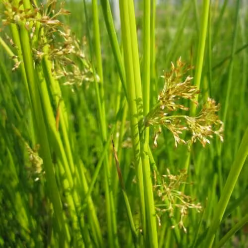 Thompson & Morgan Juncus effusus Smooth Rush Marginal Aquatic Plant, 9cm Pot