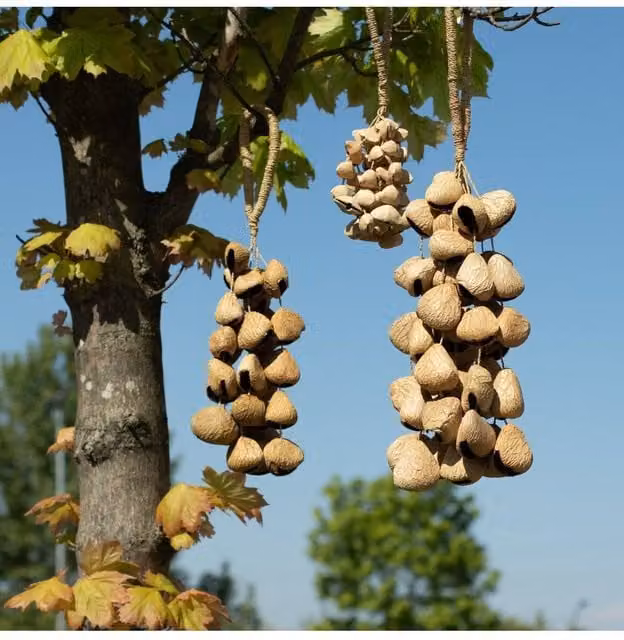 KDMD Large Pangi Seed Shell Natural Nut Shaker, 50 Shells in Beige