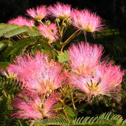 Thompson and Morgan Albizia julibrissin Tropical Dream Pink Silk Tree, 3 Litre Pot – 2