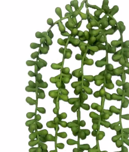 Leaf UK Pack of 6 Green Artificial String of Hanging Pearls Plants, Length: 70 cm – 2