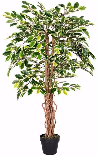 Homescapes Green Artificial Ficus Tree with Real Wood Trunk
