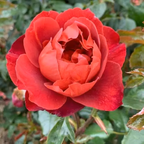 Thompson & Morgan Rose Hot Chocolate Bare Root - Red Russet Floribunda Shrub Rose, Height: 100 cm – 1