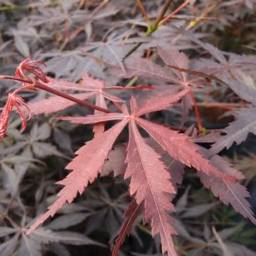 Thompson & Morgan Acer Palmatum Sumi-nagashi Ornamental Tree, 3 Litre Potted Plant